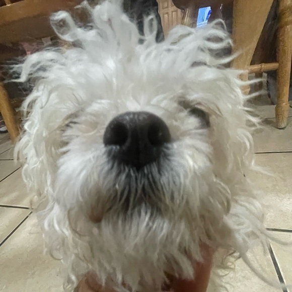 Meet your Posher, Alex - Picture 2 of 2